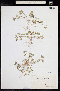 Medicago polymorpha image