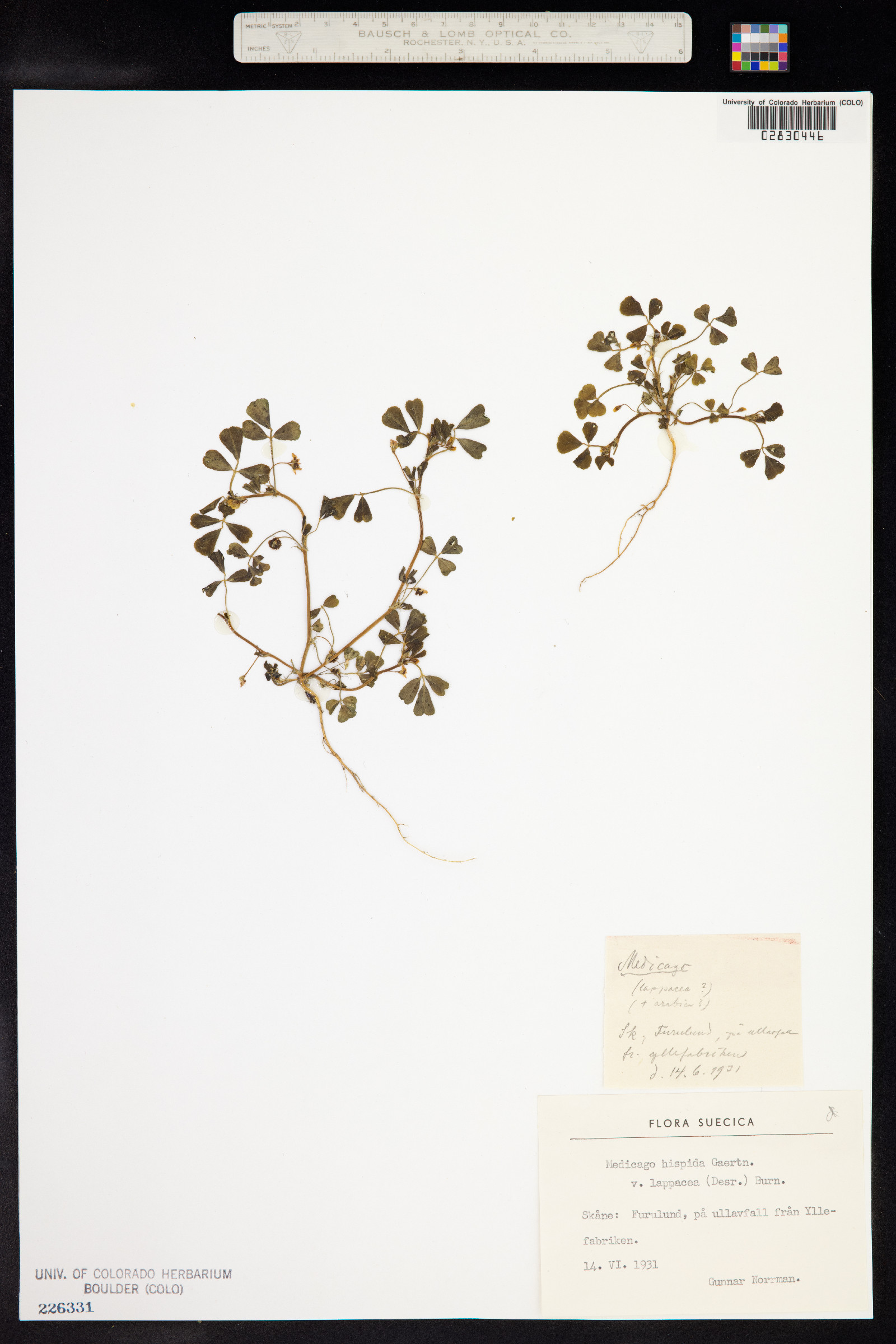 Medicago polymorpha image