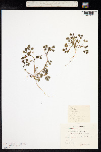 Medicago polymorpha image