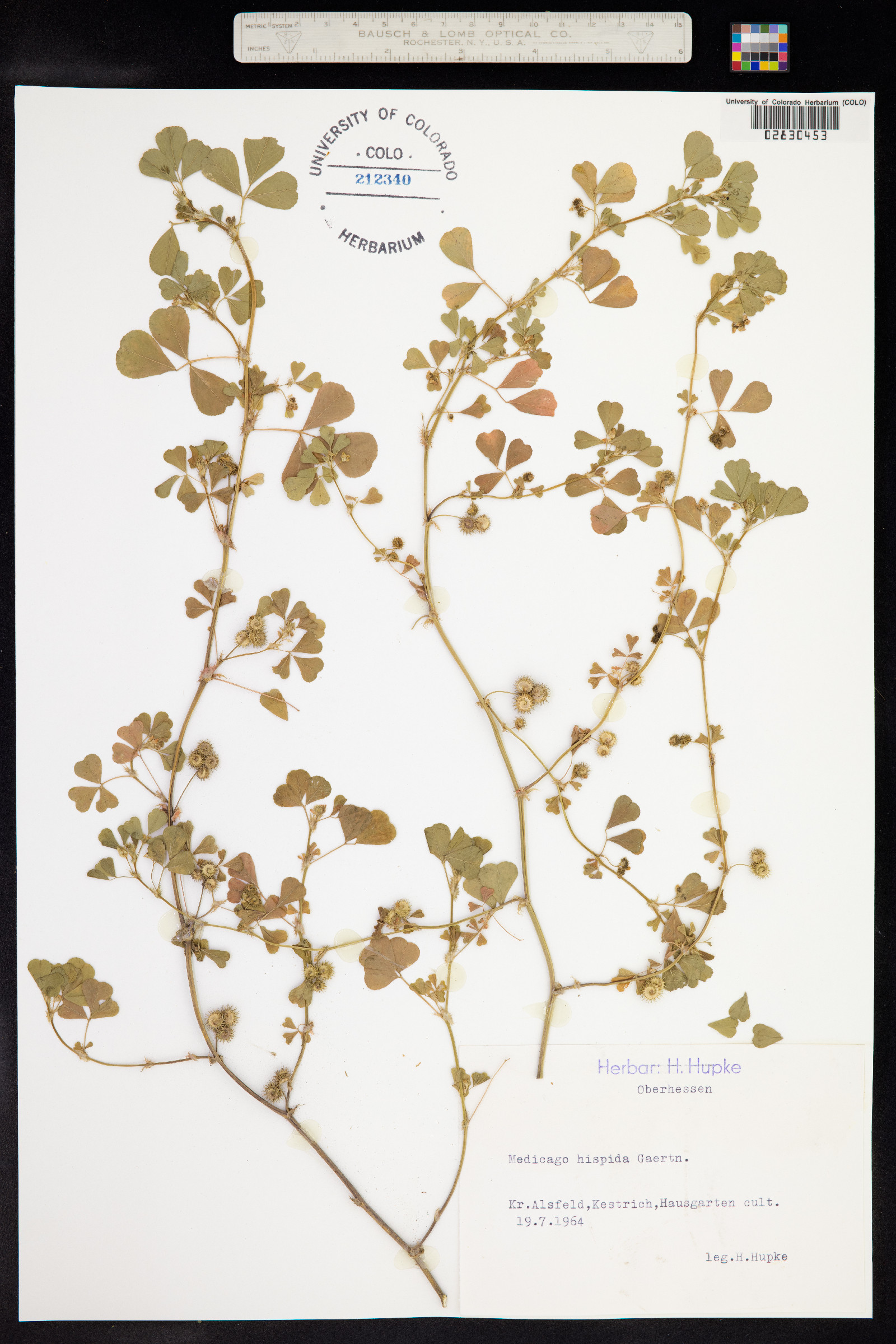 Medicago polymorpha image