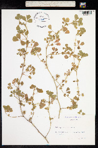 Medicago polymorpha image