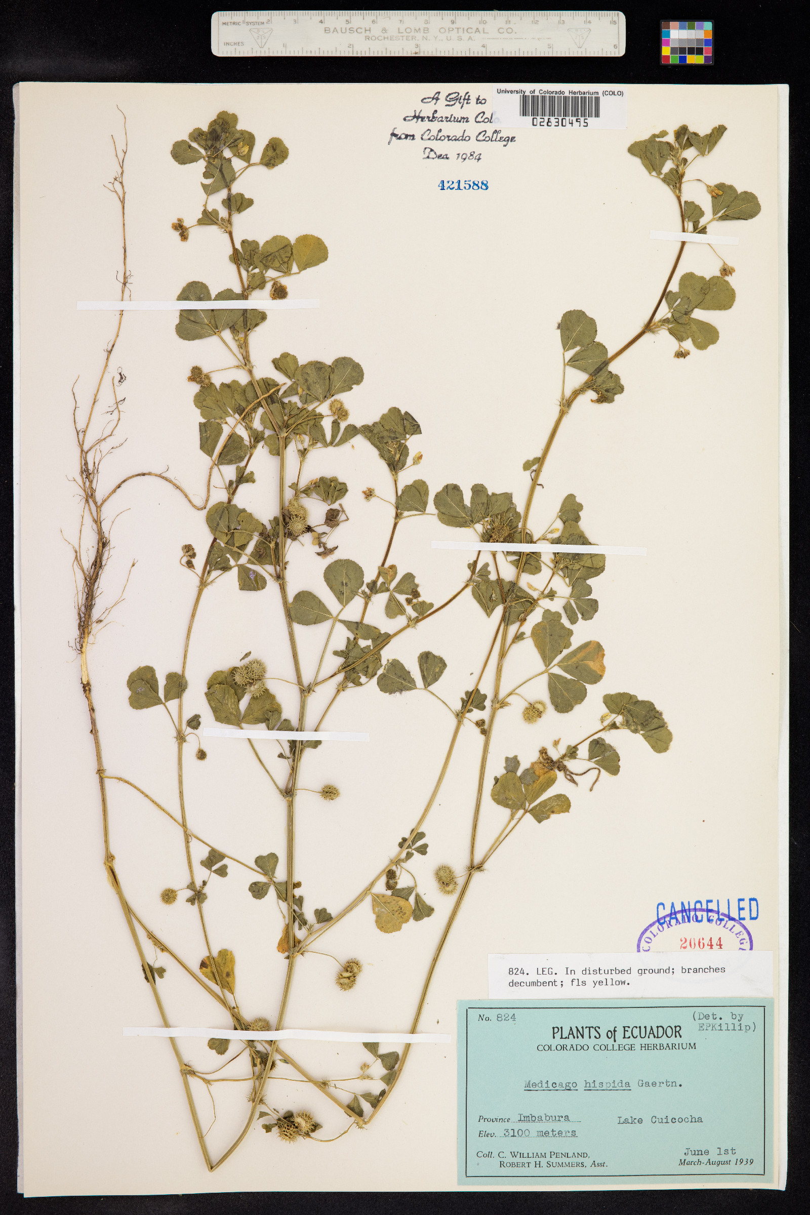 Medicago polymorpha image