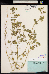 Medicago polymorpha image