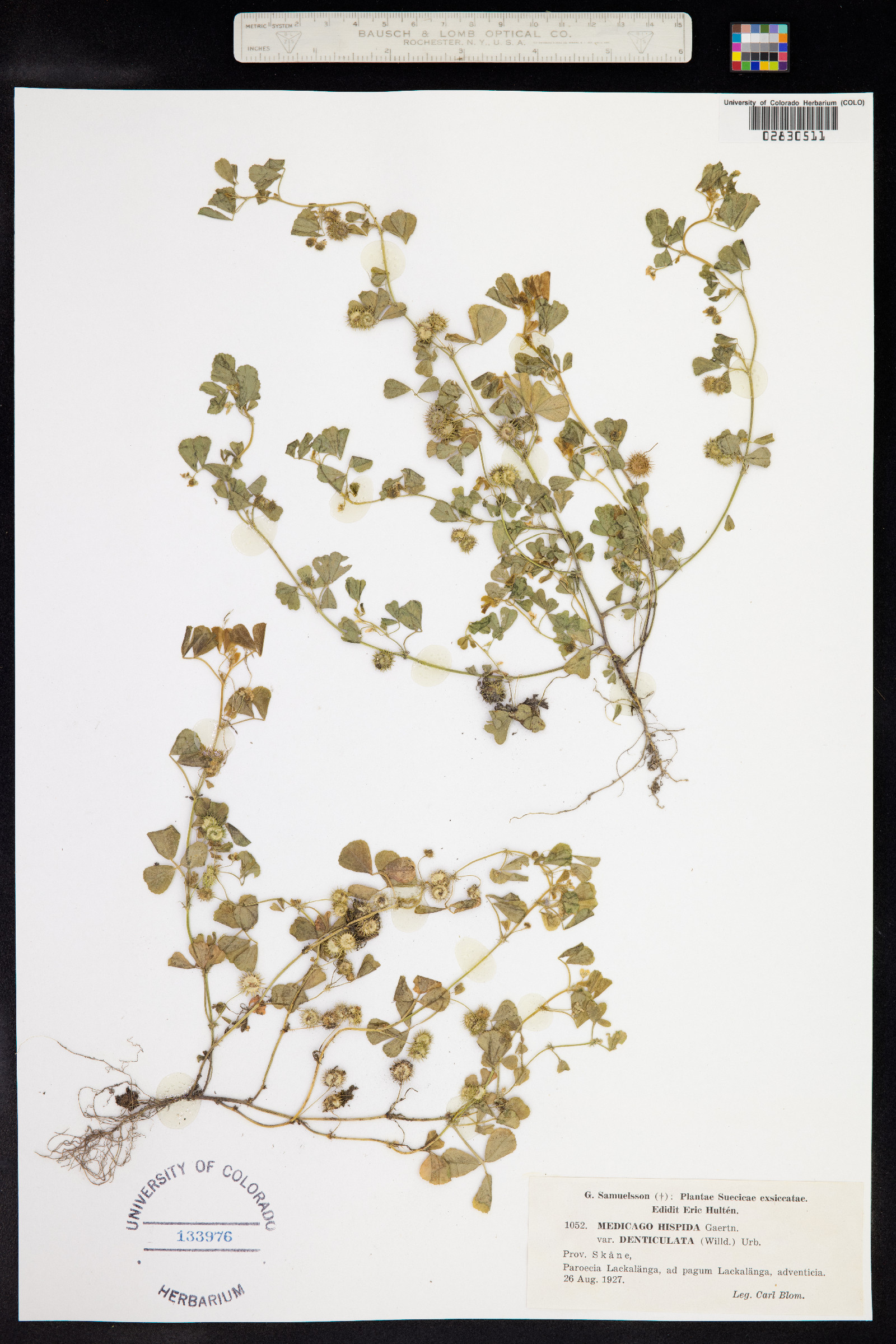 Medicago polymorpha image