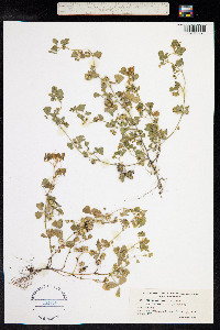 Medicago polymorpha image