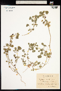 Medicago polymorpha image