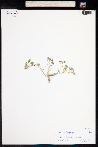 Medicago polymorpha image