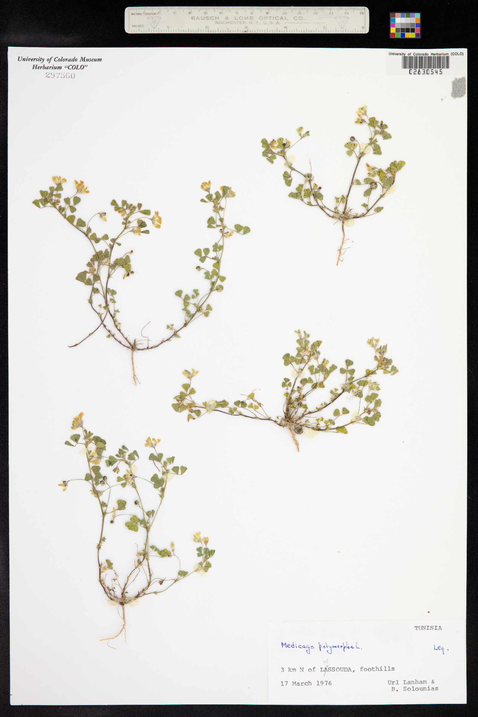 Medicago polymorpha image