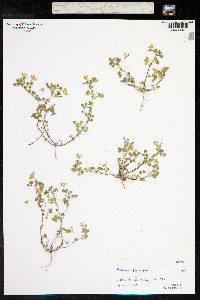 Medicago polymorpha image