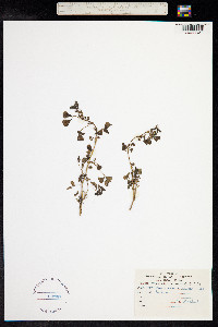 Medicago polymorpha image