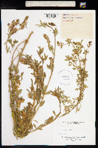 Medicago sativa image