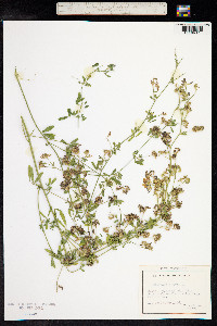 Medicago sativa image