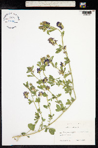 Medicago sativa image