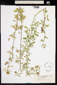 Medicago sativa image