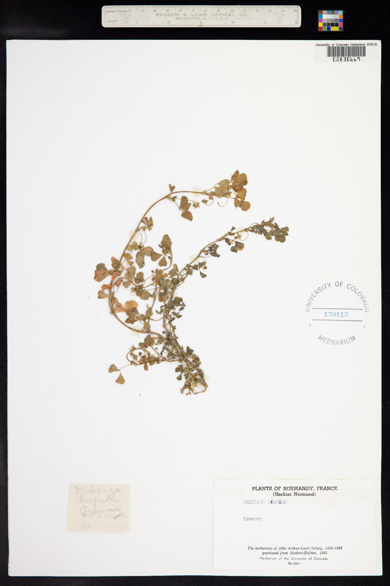 Medicago polymorpha image