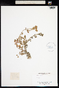 Medicago polymorpha image