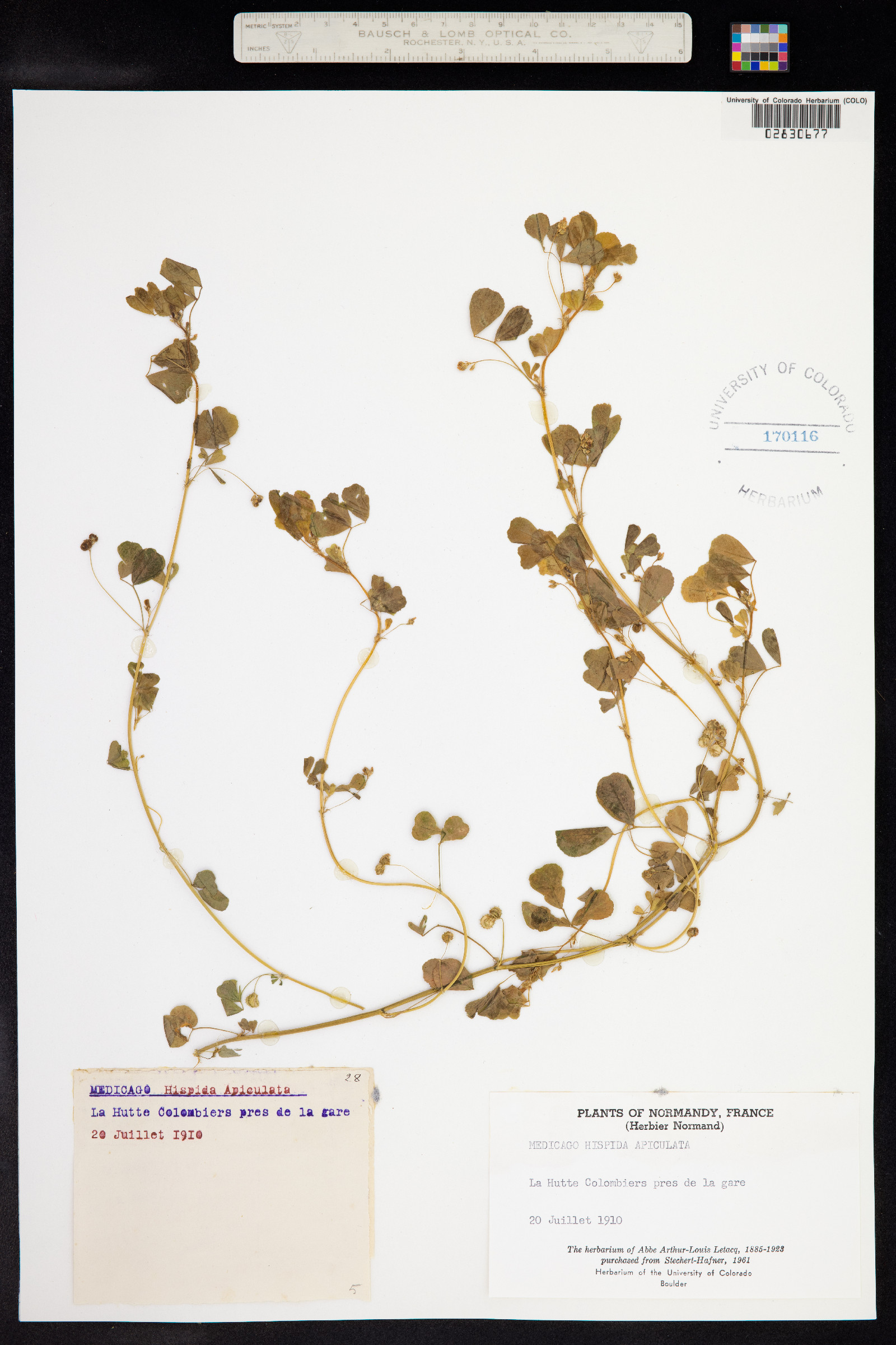 Medicago polymorpha image