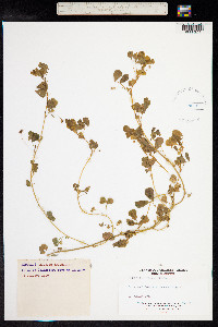 Medicago polymorpha image