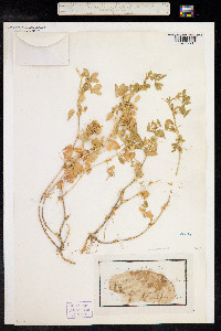 Medicago scutellata image