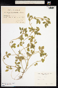 Medicago truncatula image