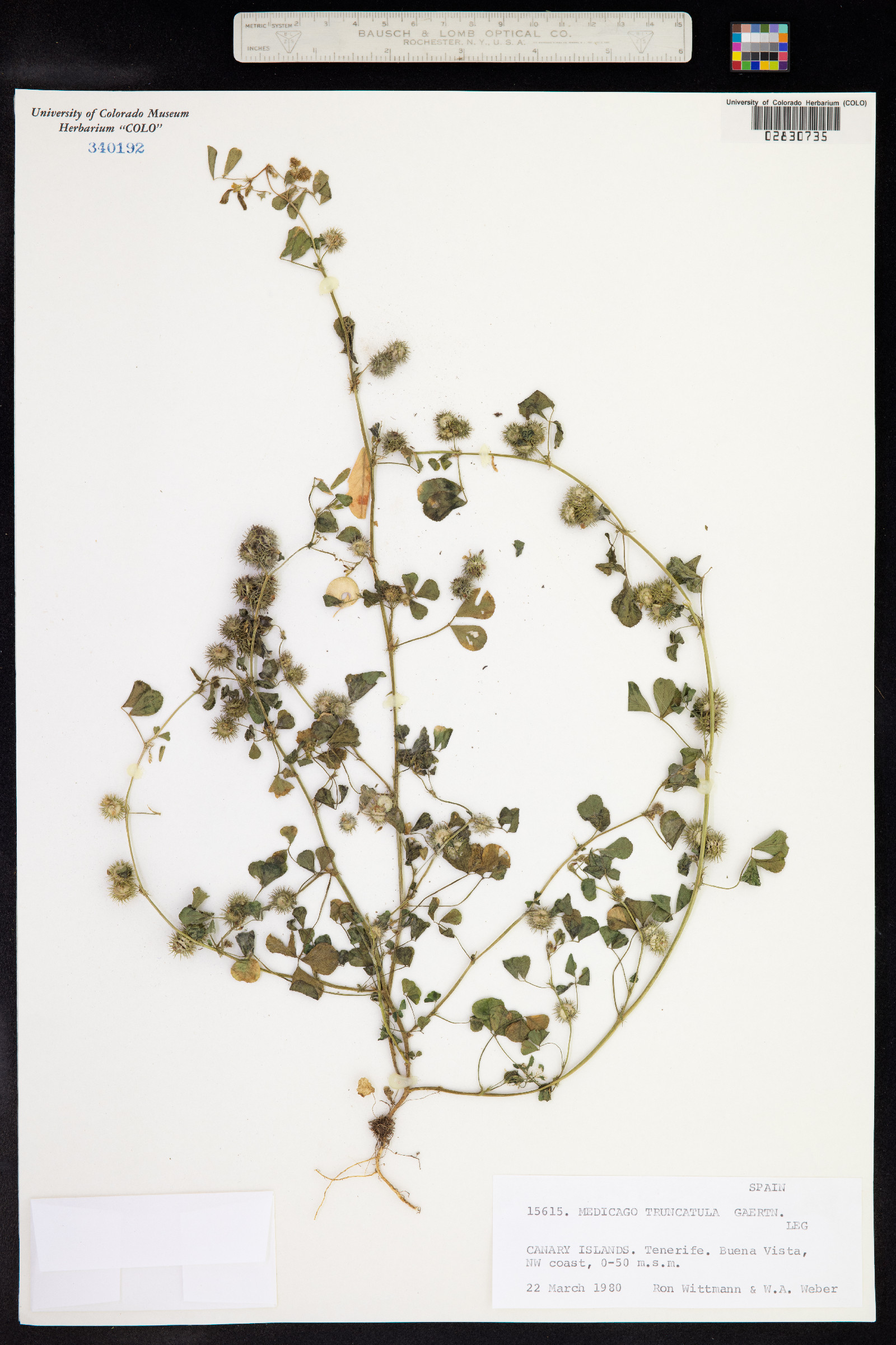 Medicago truncatula image