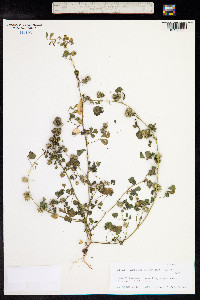 Medicago truncatula image