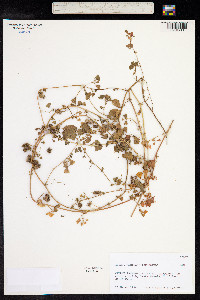 Medicago truncatula image