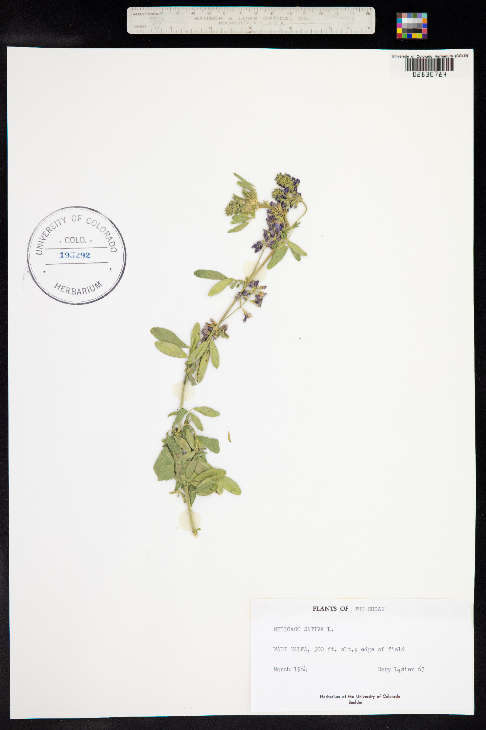 Medicago sativa image