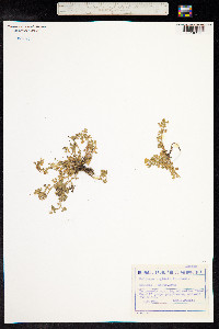 Medicago rigidula image