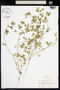 Image of Medicago murex