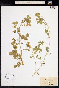 Medicago maculata image