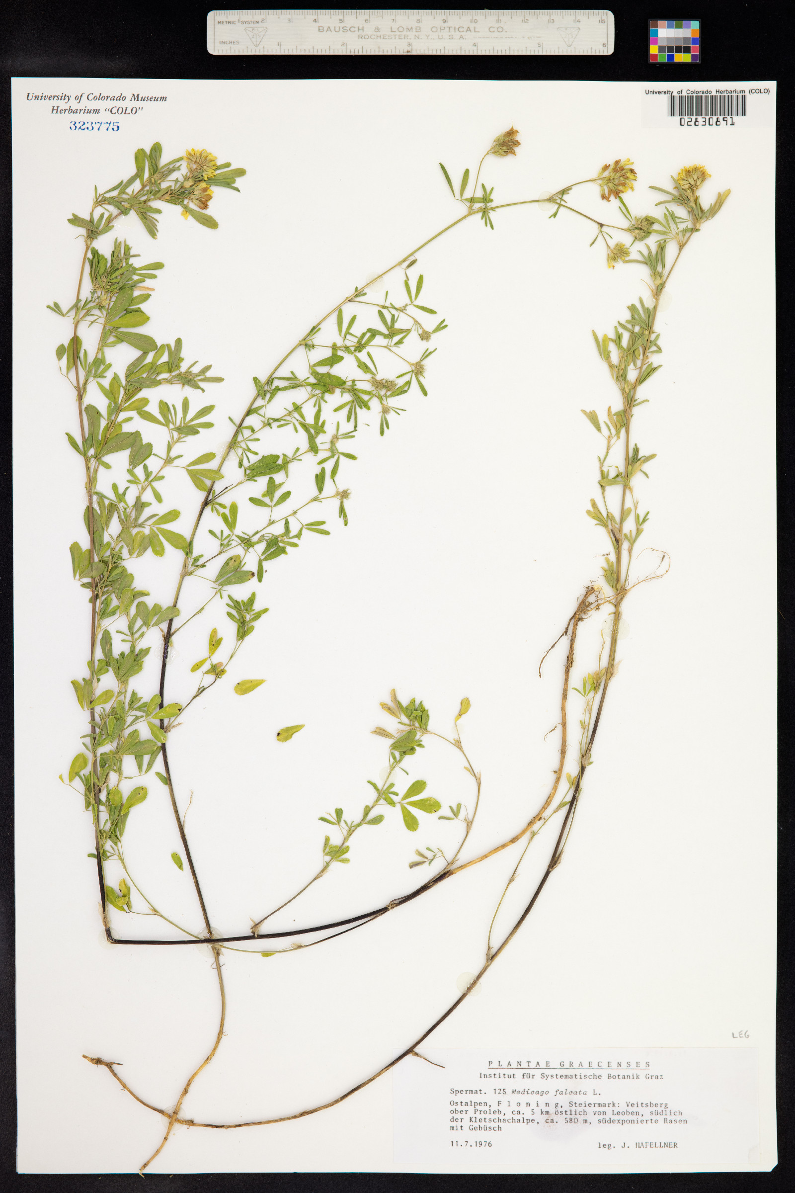 Medicago falcata image
