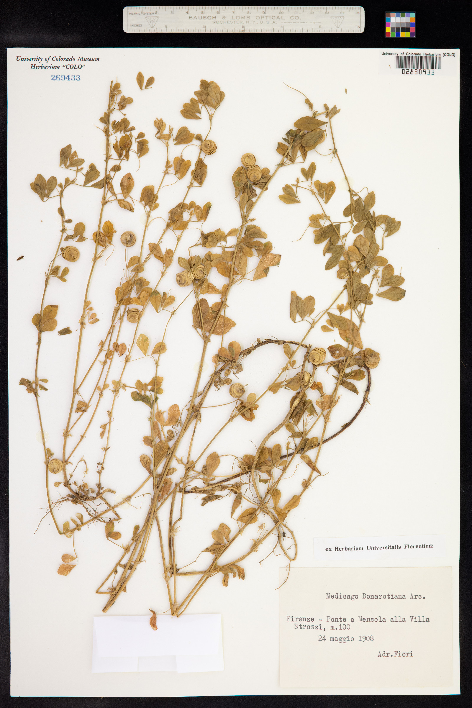 Medicago blancheana image