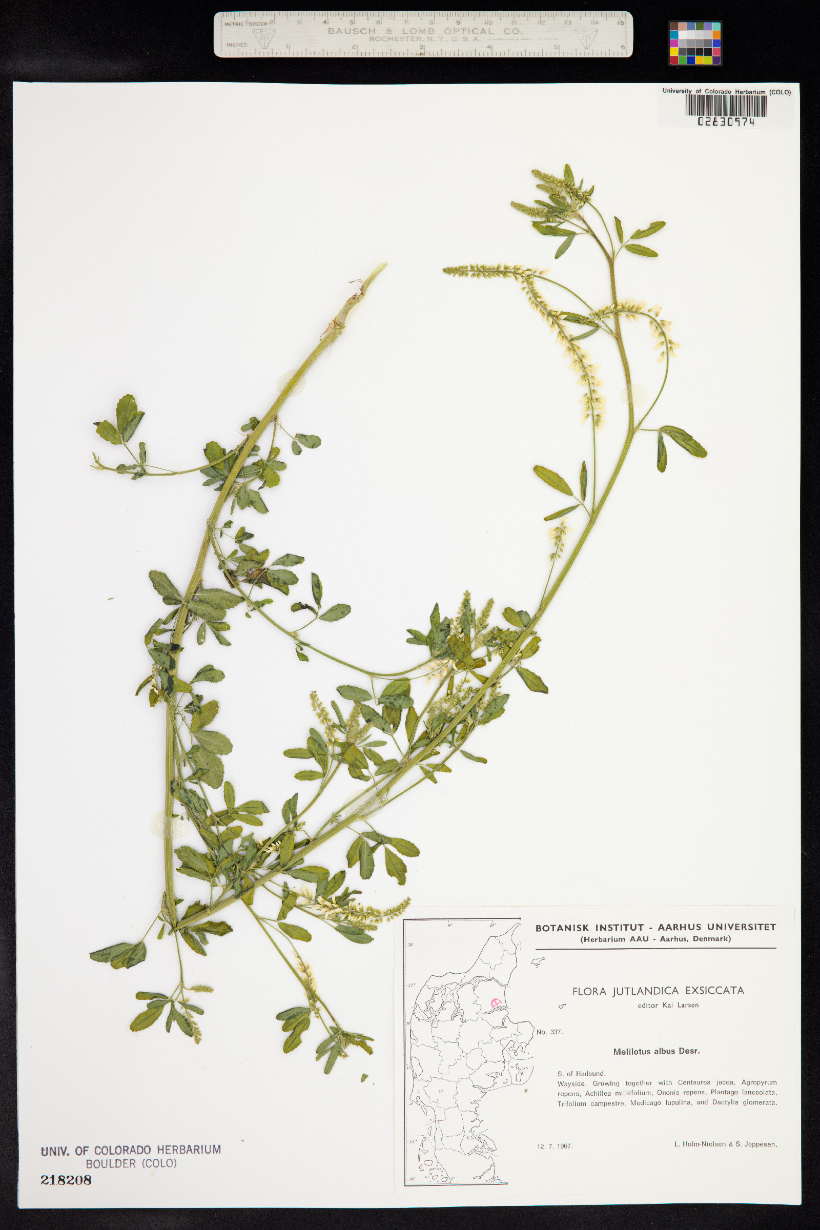 Melilotus albus image