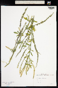 Melilotus albus image