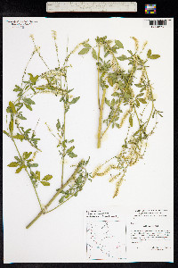 Melilotus albus image