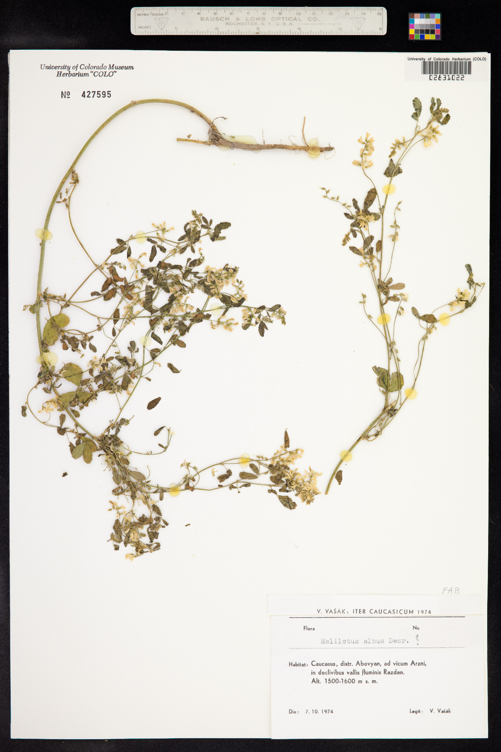 Melilotus albus image