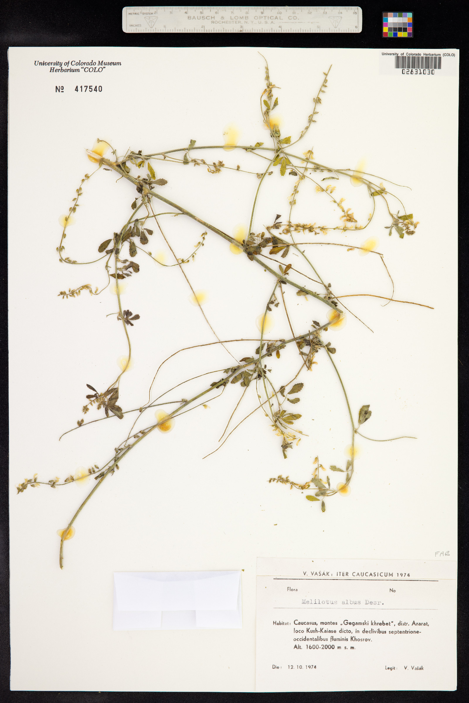 Melilotus albus image