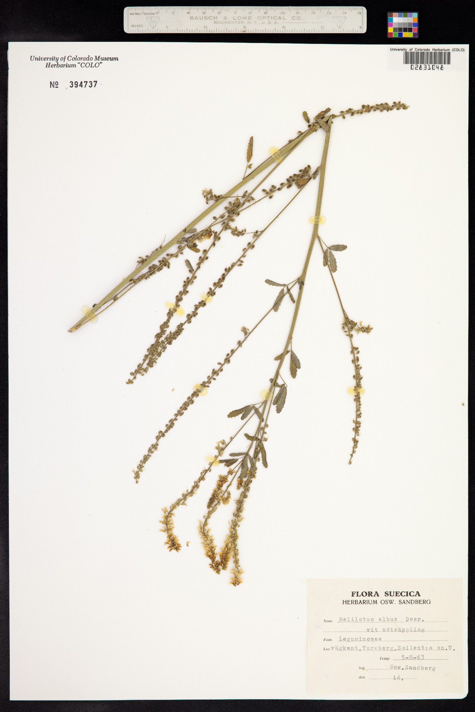 Melilotus albus image