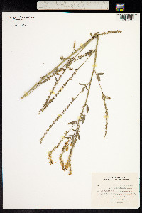 Melilotus albus image