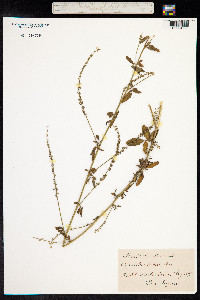 Melilotus albus image