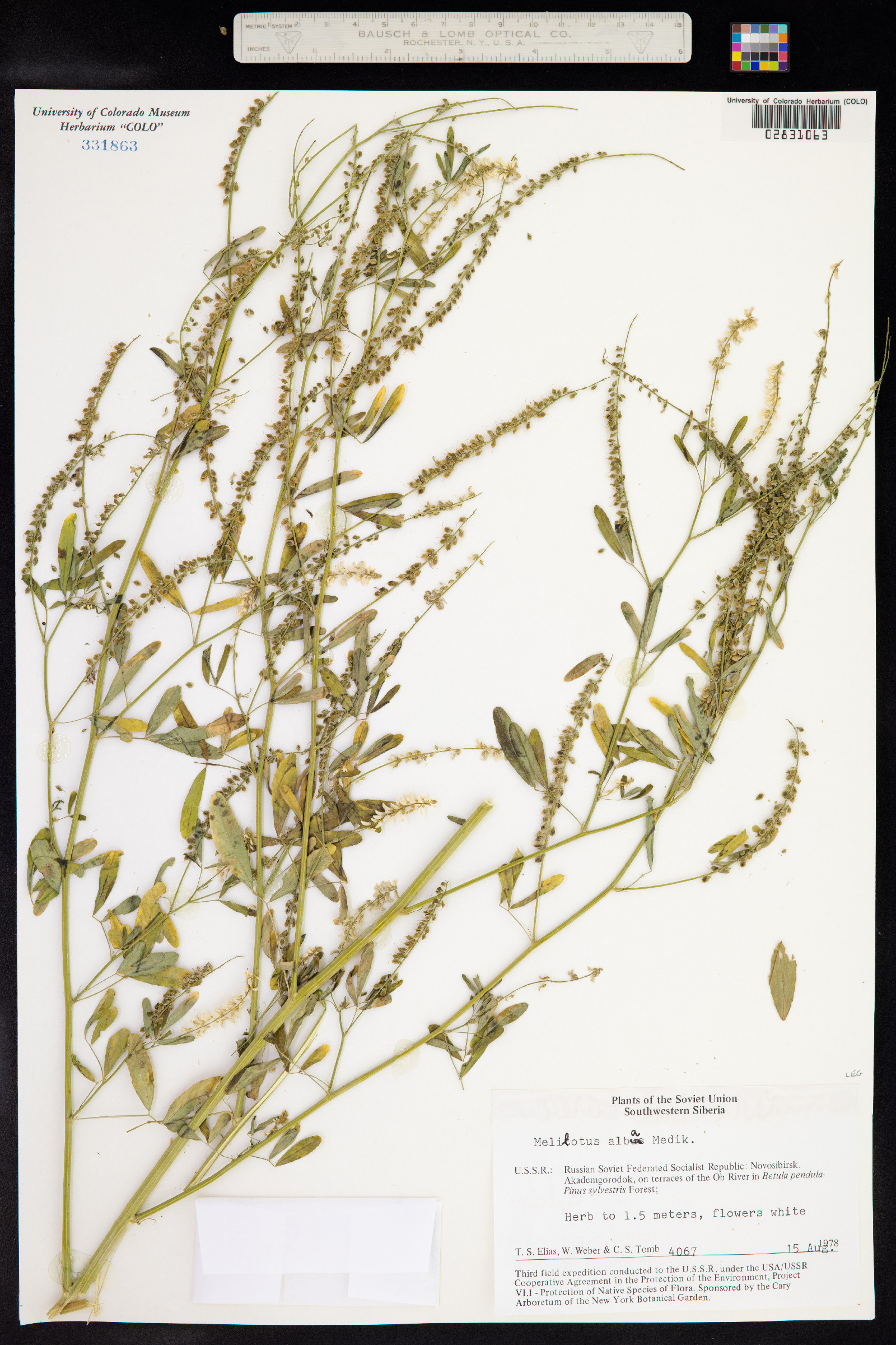 Melilotus albus image