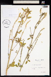 Melilotus albus image