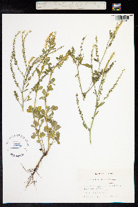 Melilotus albus image