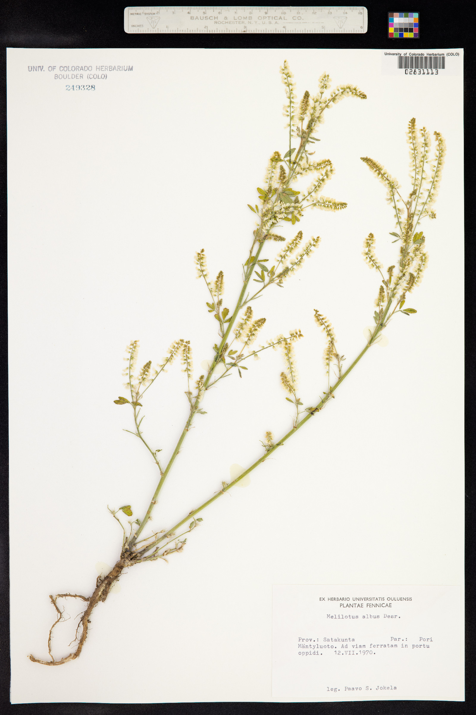 Melilotus albus image