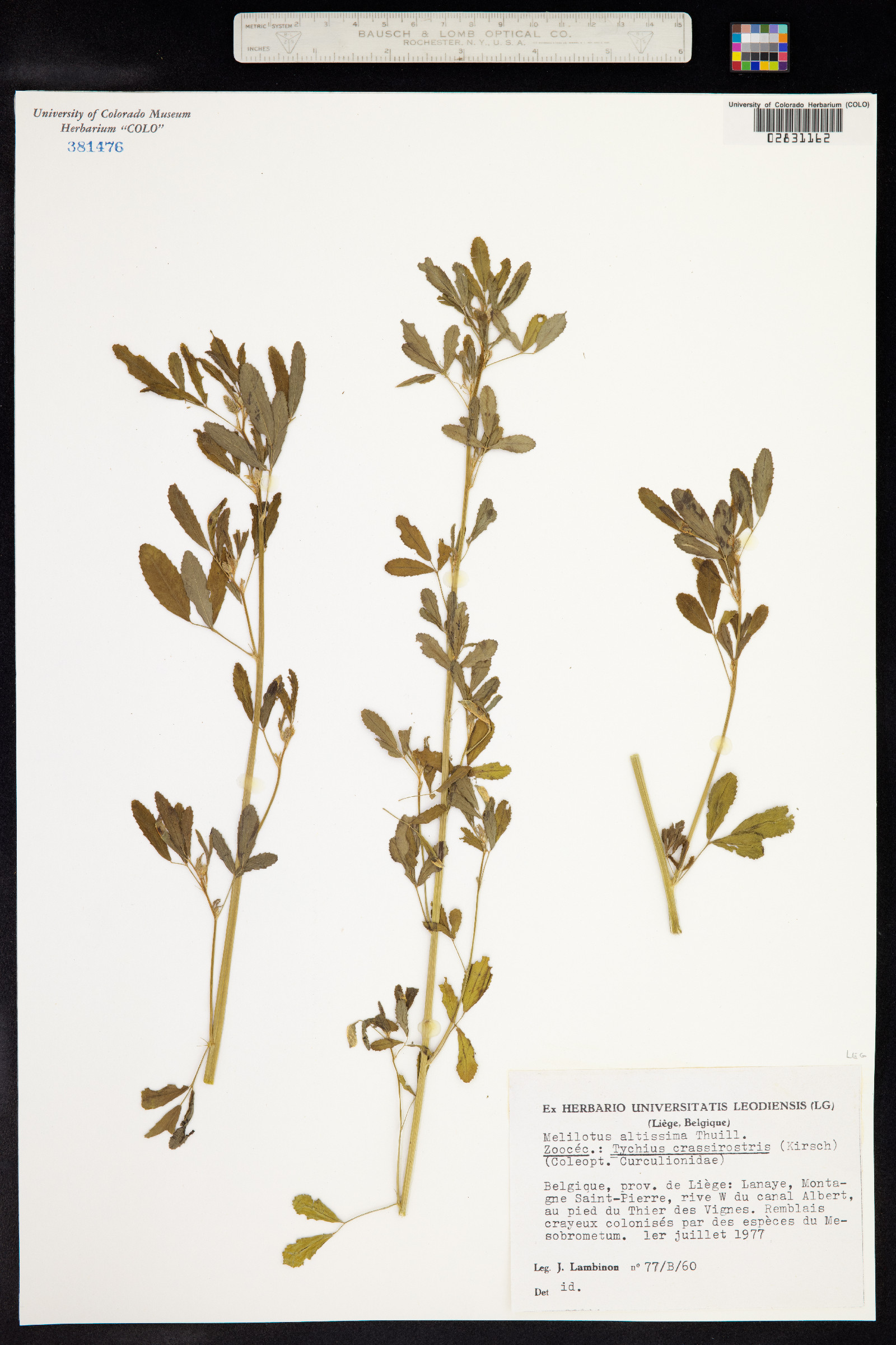 Melilotus altissimus image