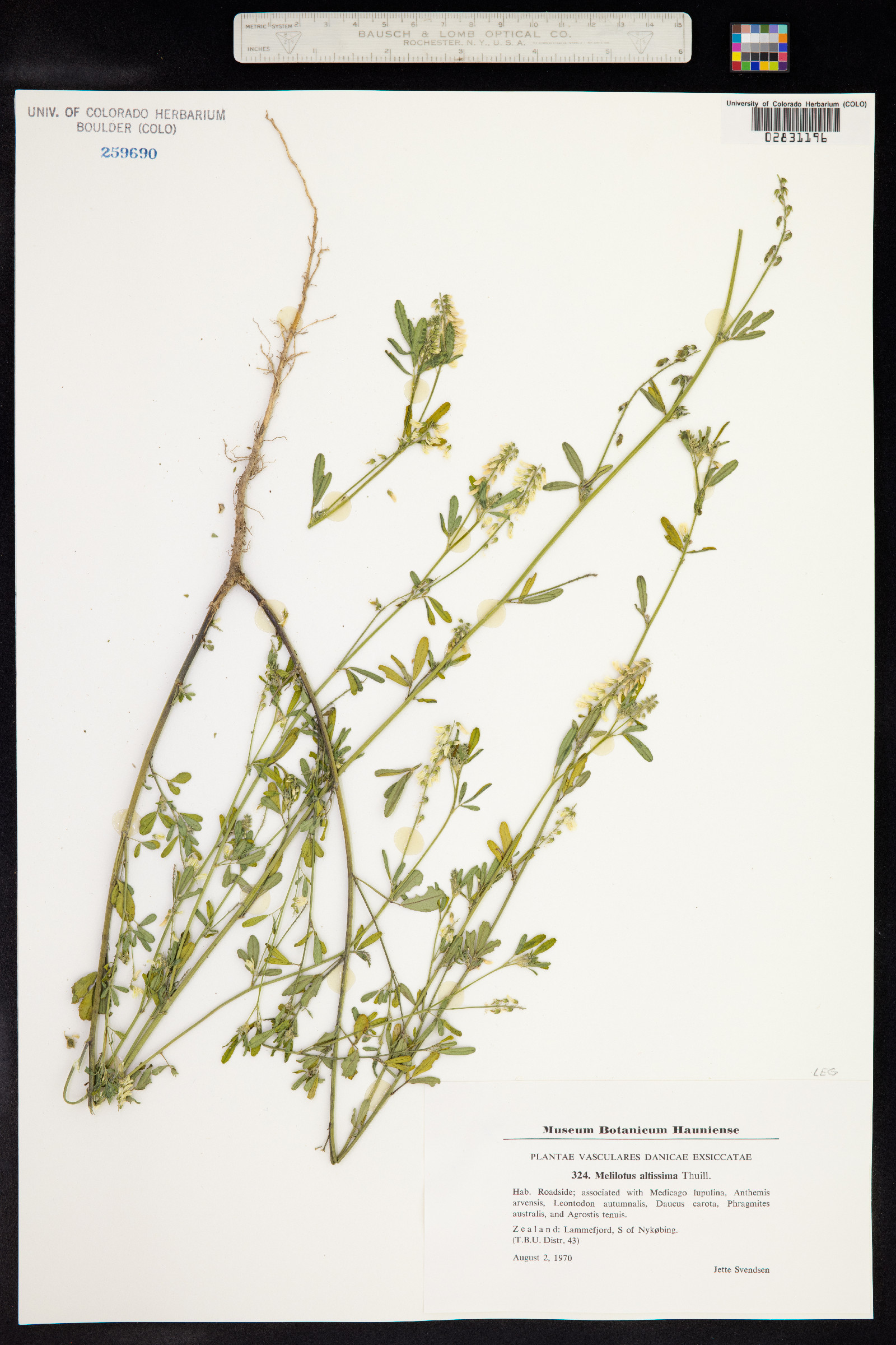 Melilotus altissimus image