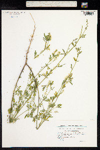 Image of Melilotus altissimus