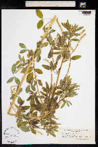 Melilotus albus image