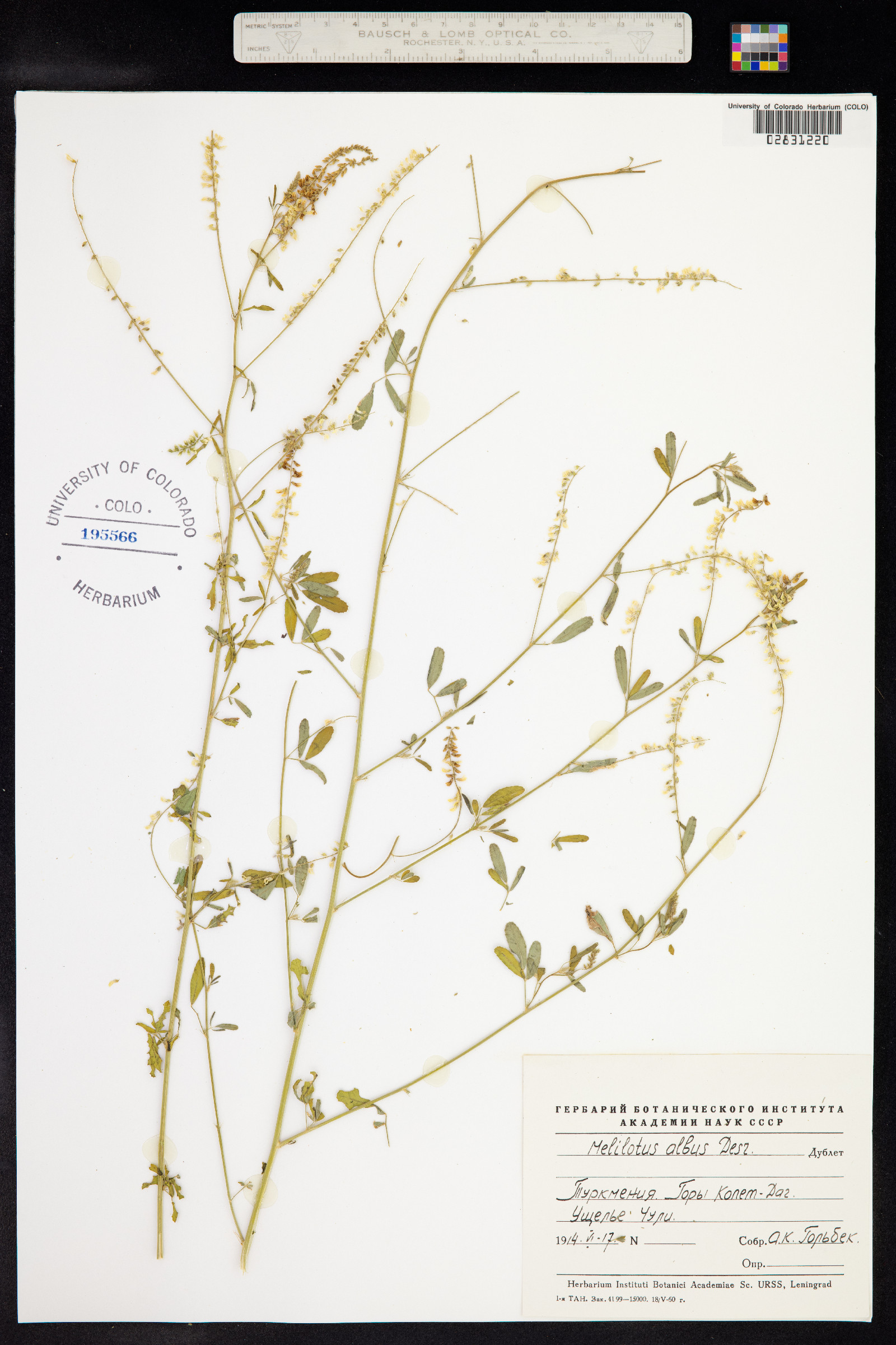 Melilotus albus image